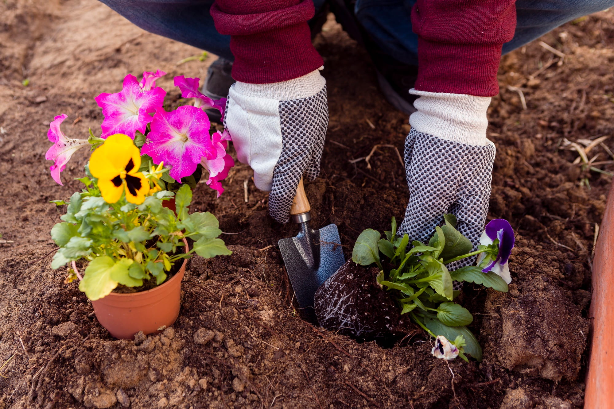 Jardinier lj plantant des fleurs printanières colorées dans un massif de jardin à gimont