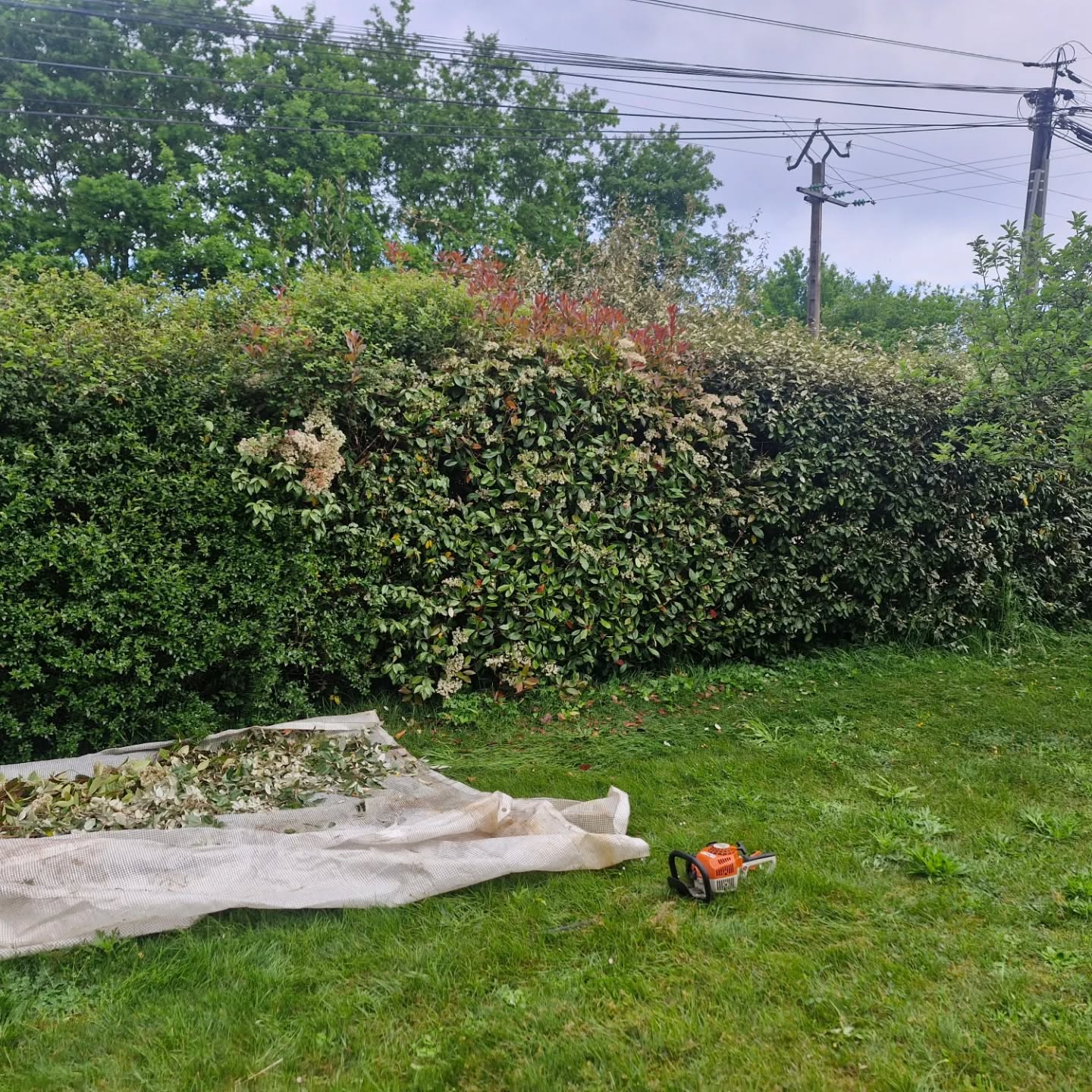 taillage de haie avec déchets verts sur bâche par lj, jardin paysager entretenu à gimont