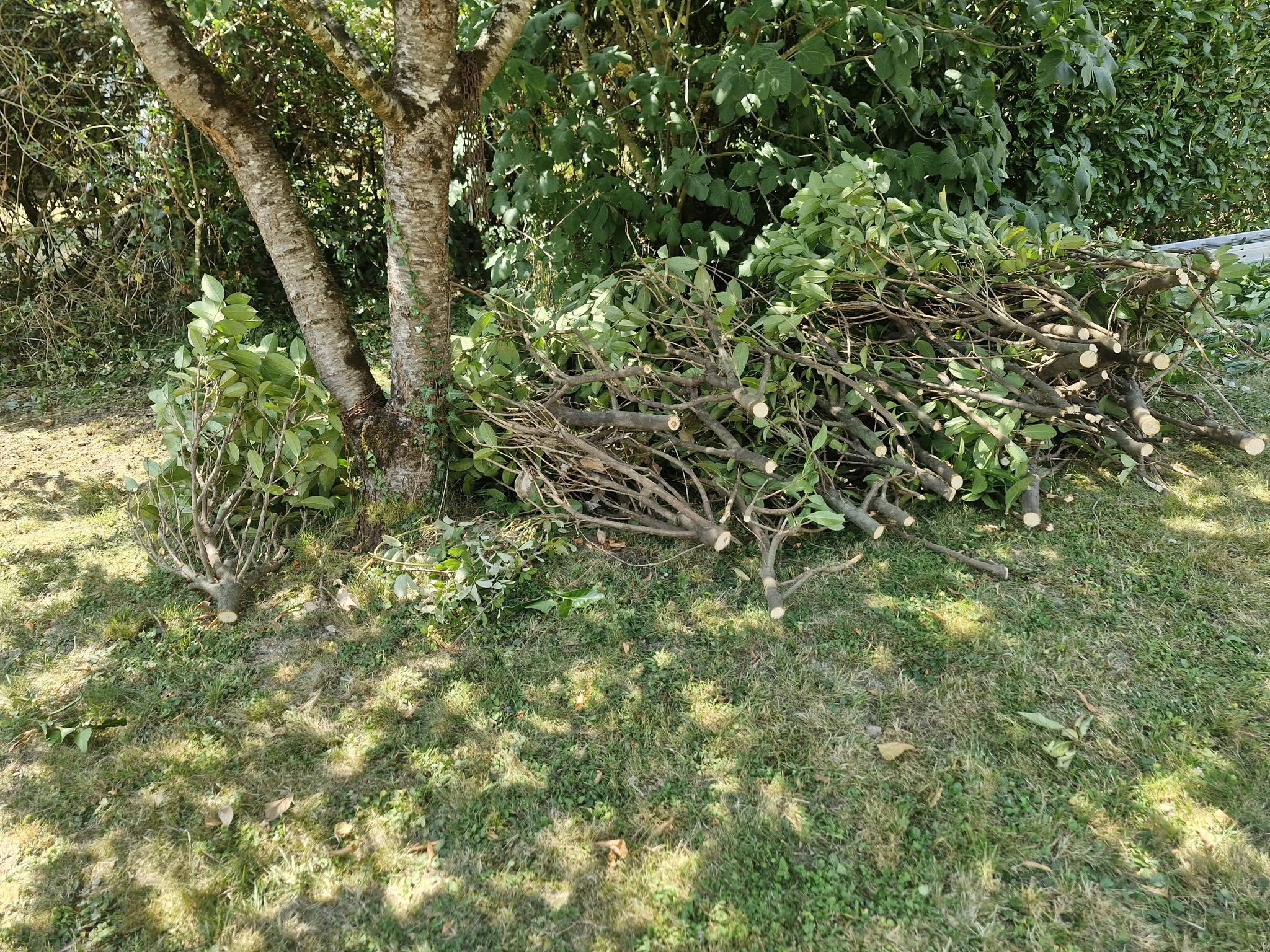 Élagage d’un arbre à double tronc avec branches coupées au sol par lj, jardin à gimont