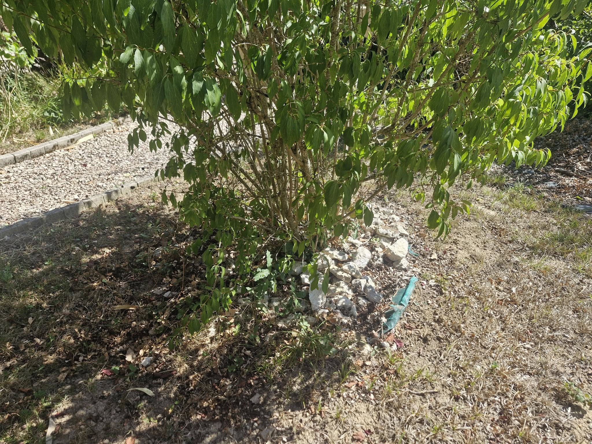Massif arbustif soigné avec bordure minérale par lj dans un jardin sec à gimont